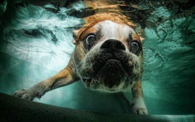 狗追球，追進水裡的表情。
