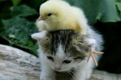 可愛小雞與小貓。