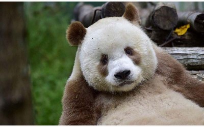 牠是世界上唯一的棕色熊貓，也因毛色跟大家不同而遭媽媽及同伴遺棄欺負，但現在牠可是過得很幸福呢