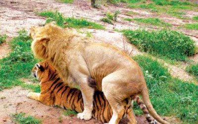 獅子與老虎交配後的動物妳見過嗎身上有虎紋像虎又像獅