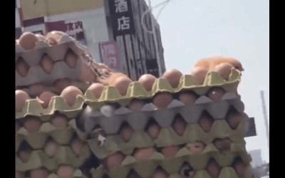 天氣熱到載運雞蛋的貨車孵出一堆小雞  網友近看嚇傻「好扯欸  小雞都卡在夾層裡了  」