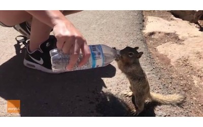 「拜託拜託，給我一點水喝」天氣太熱   松鼠口渴到受不了  向遊客討水喝