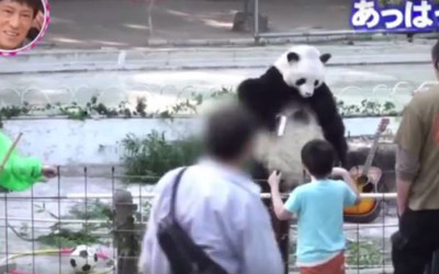諧星在動物園裡「假扮熊貓」完全沒人發現，最後不得已放大絕「彈吉他」結局笑翻網友