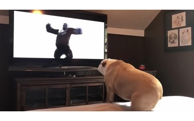鬥牛犬超專心在看電影《金剛》  當看到「英雄救美」的瞬間牠興奮到跳起來歡呼
