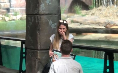 妳願意嫁給我嗎他精心策畫「動物園求婚」後面「老虎當見證人」接下來超爆笑