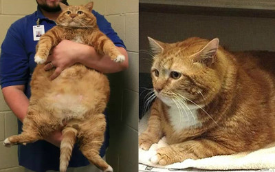 18kg胖橘貓「展開3年魔鬼鍛鍊」  瘦下來變天菜喵人人搶著要養