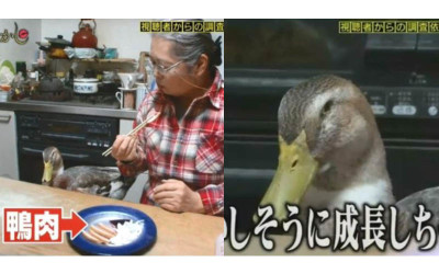 寵物鴨面前「朵刂同類」日本嬤語出驚人！網友瘋傳：牠表情逐漸母湯XD