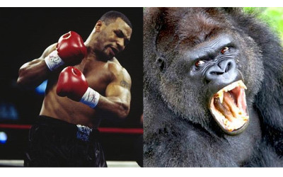 世界拳王泰森出價30萬單挑250kg銀背大猩猩  自曝想來一場「人獸大戰」：把牠鼻子打爛