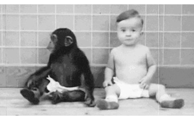 科學家將自己的小孩跟猩猩放一起生活！發現越來越不對勁，於是在第九個月時立刻停止實驗！