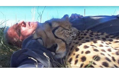 躺在草地曬太陽，一睜開眼發現「獵豹」躺在我的手上睡著了！網友看了冷汗直流...