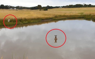 在澳洲傳言「千萬別靠近水裡的袋鼠」專家透露真相：別被平靜的景象騙了！
